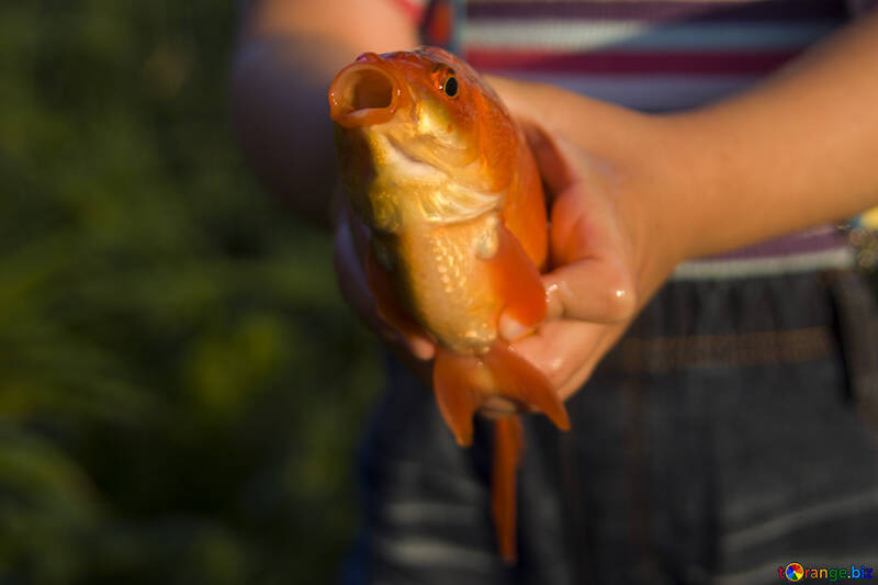  Covid-19 : poison d'avril