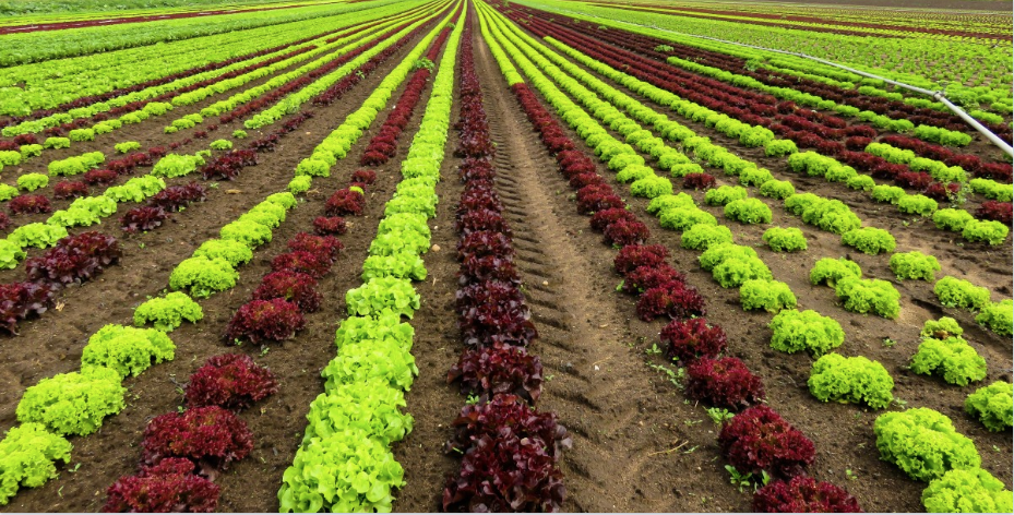 De plus en plus de ferme BIO dans la région !