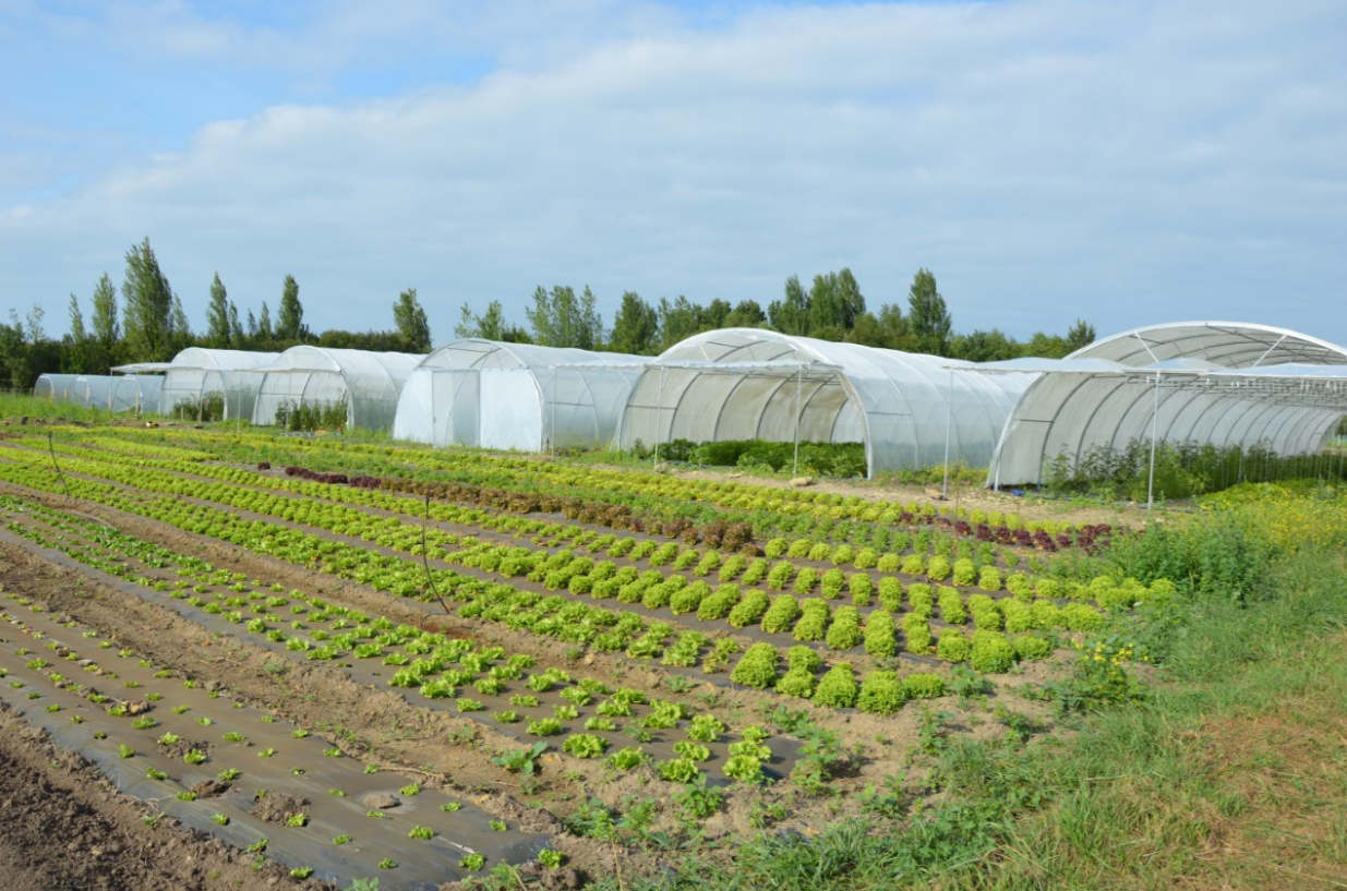  DE PLUS EN PLUS DE FERMES BIO DANS LES HAUTS-DE-FRANCE