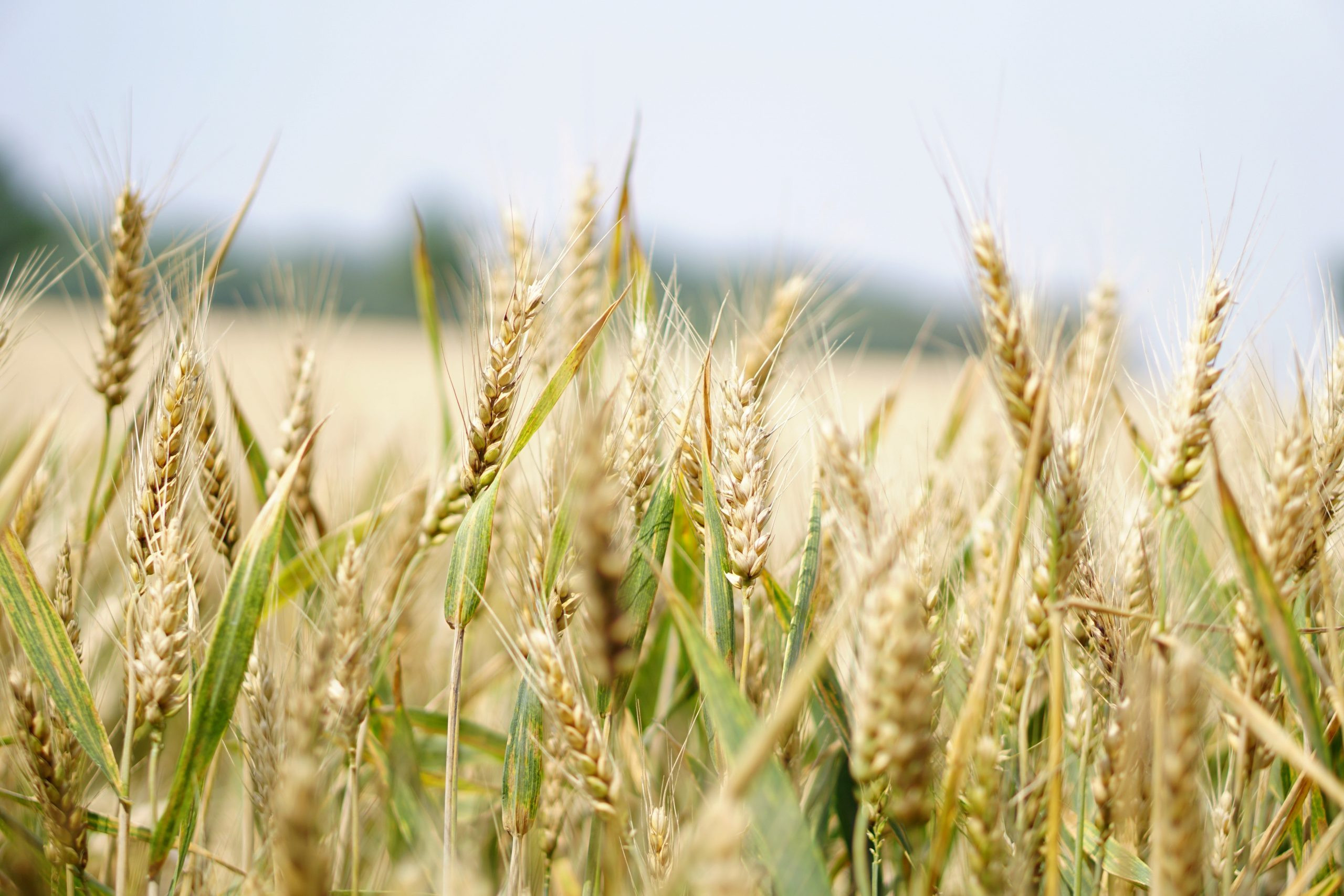  LES DÉFIS D'UNE AUTRE AGRICULTURE
