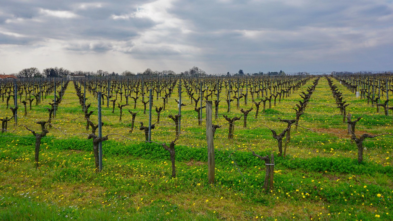  Les raisins de la misère : derrière la carte postale, la sombre réalité des châteaux bordelais