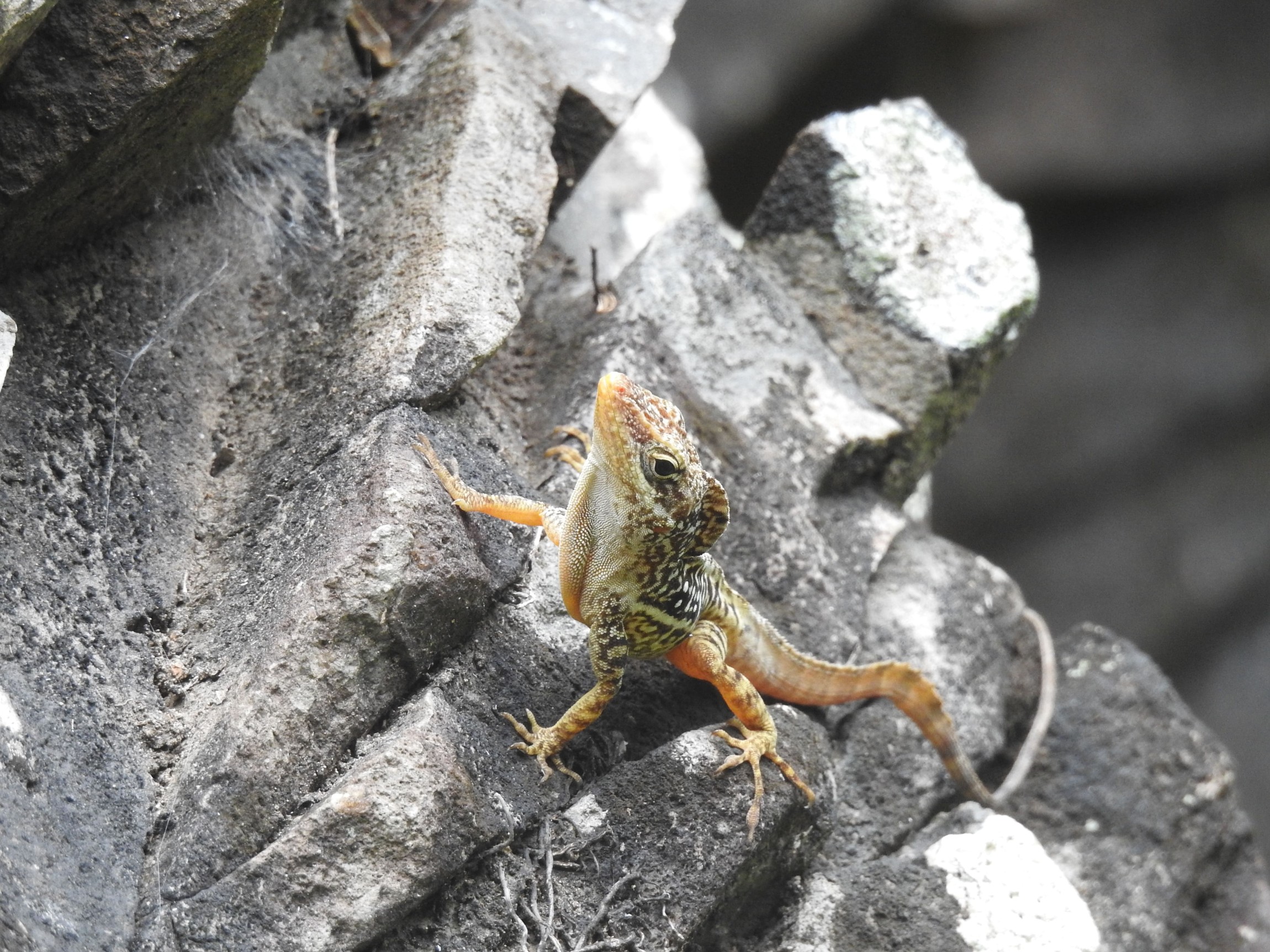 Projet MERCI : la lutte contre les reptiles envahissants s'organise dans la Caraïbe