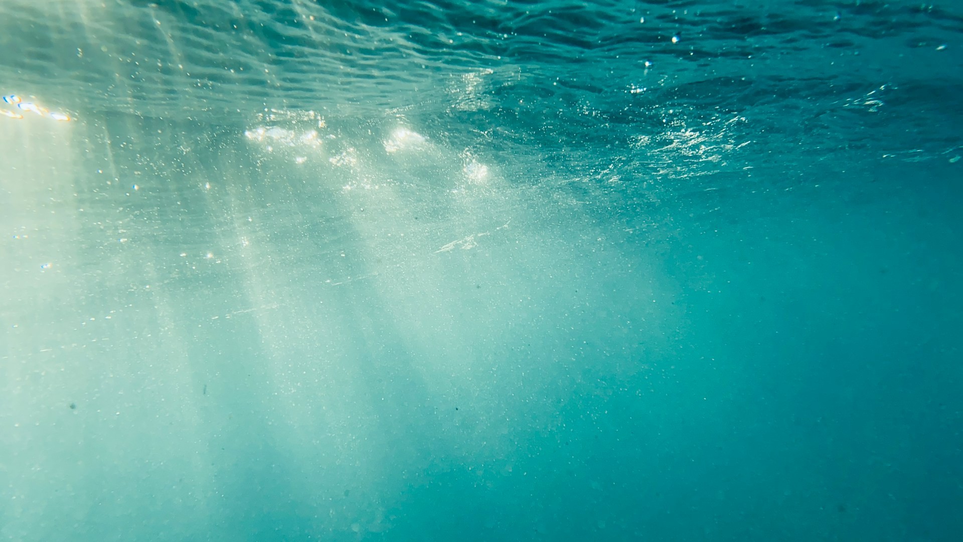 Les cyanobactéries marines