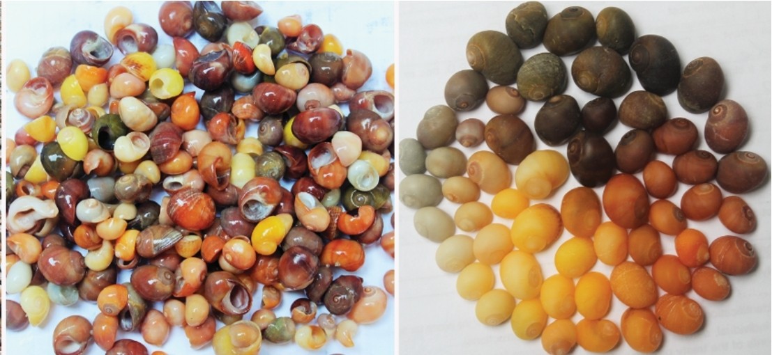 En Charente-maritime, un atelier de parures vieux de 42 000 ans mis au jour