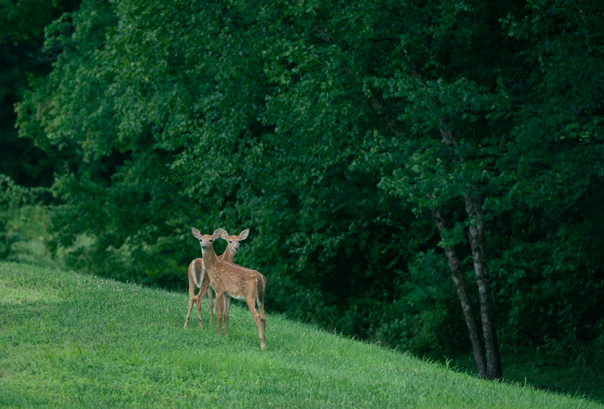 Vous avez dit sentience ?