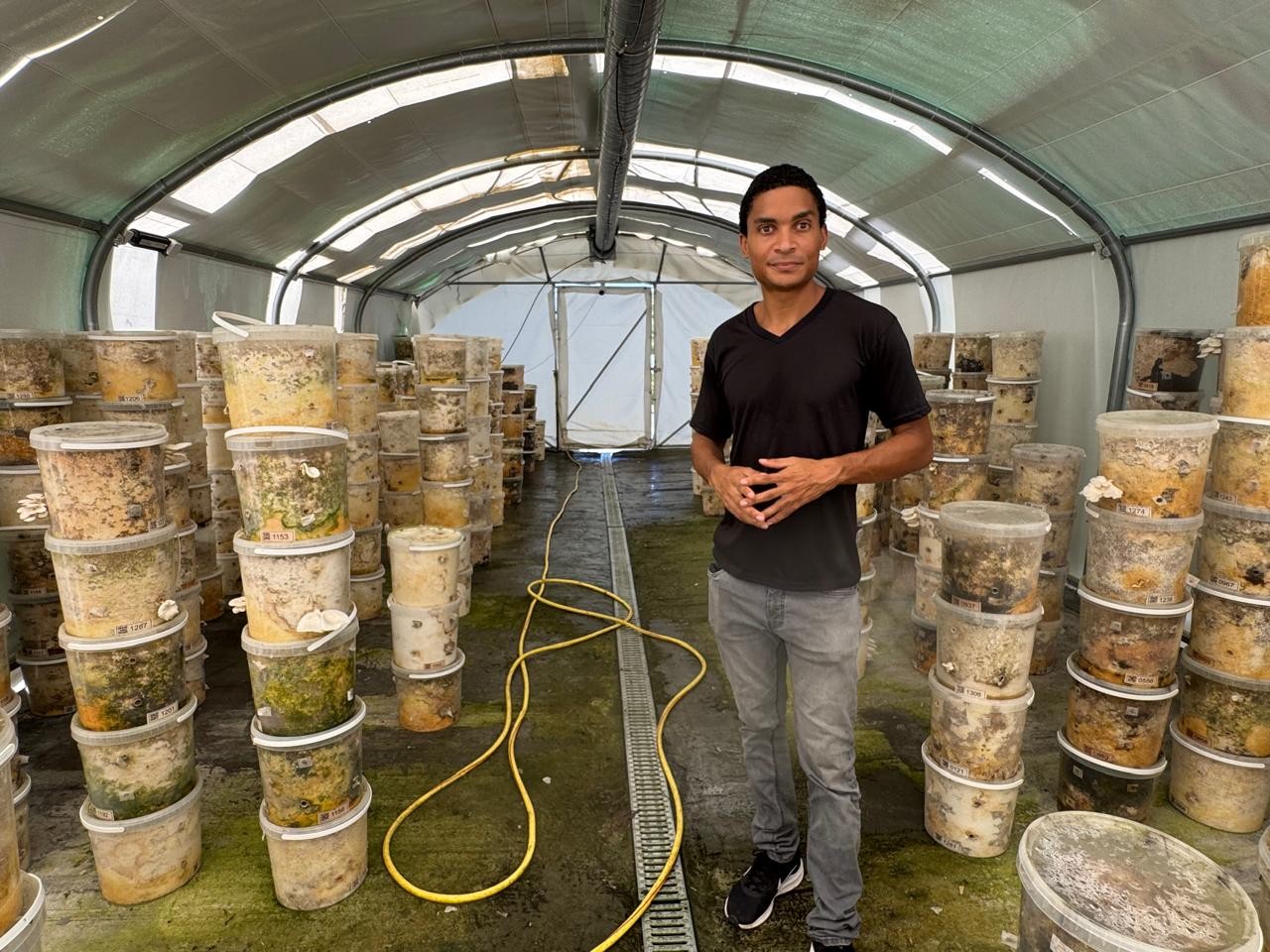 Karulium, des champignons produits et commercialisés en Guadeloupe